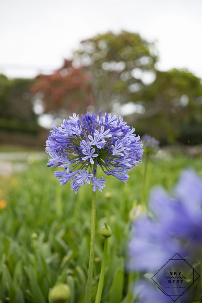 blue flower at Anna's Ranch Wedding Venue