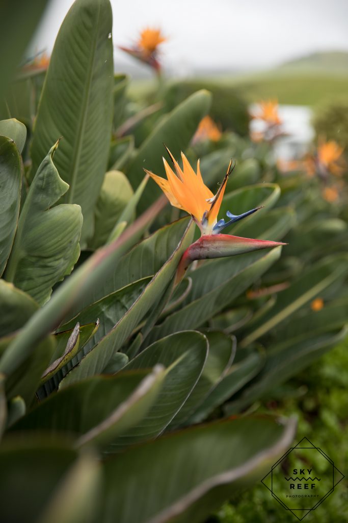 birds of paradise at Anna Ranch