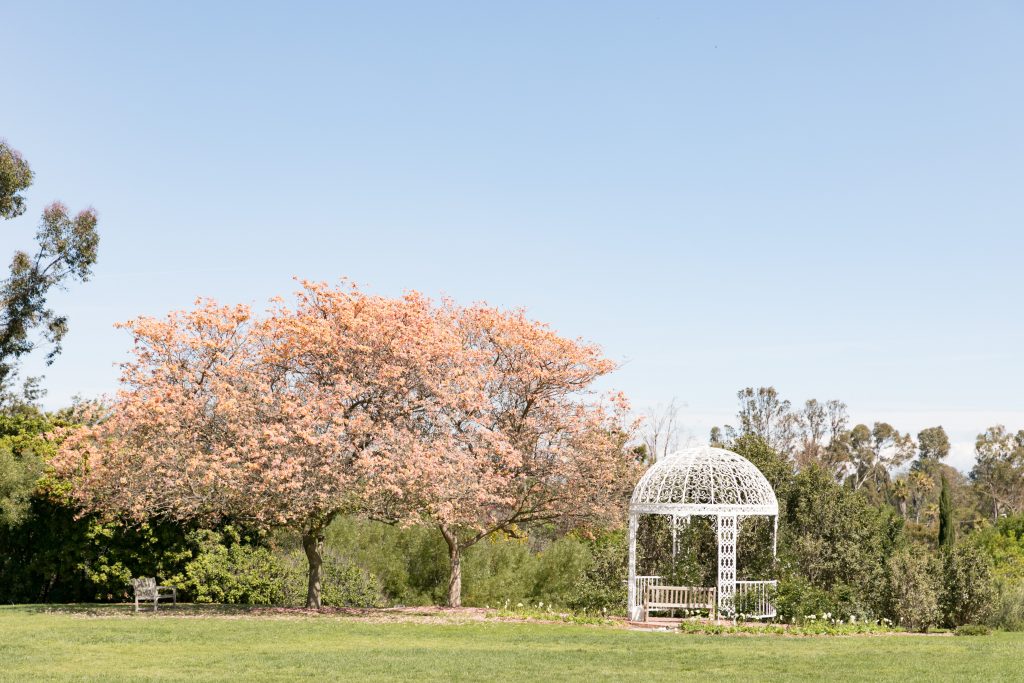 cherry blossom and arch palos verdes