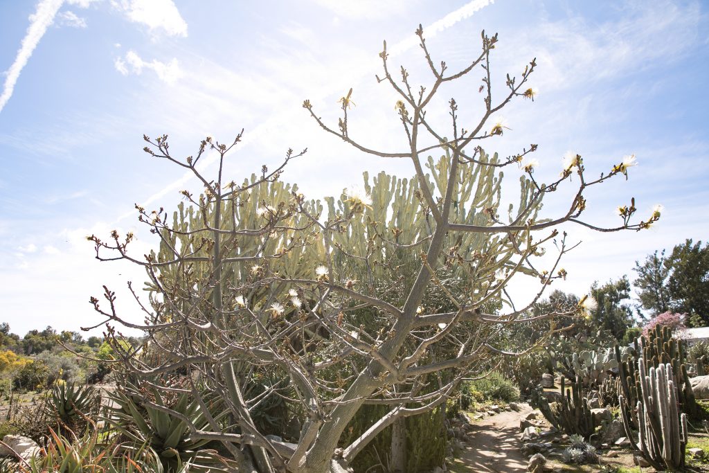 desert cactus south coast botanical garden