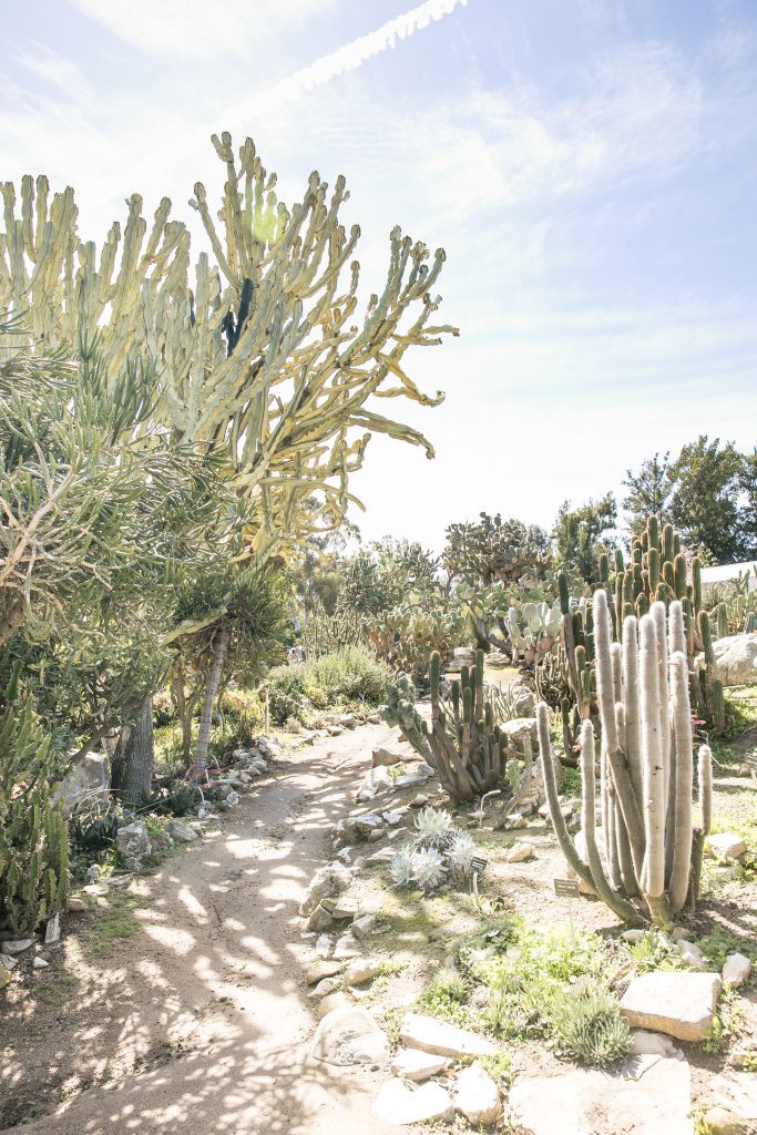desert cactus botanical garden palos verdes
