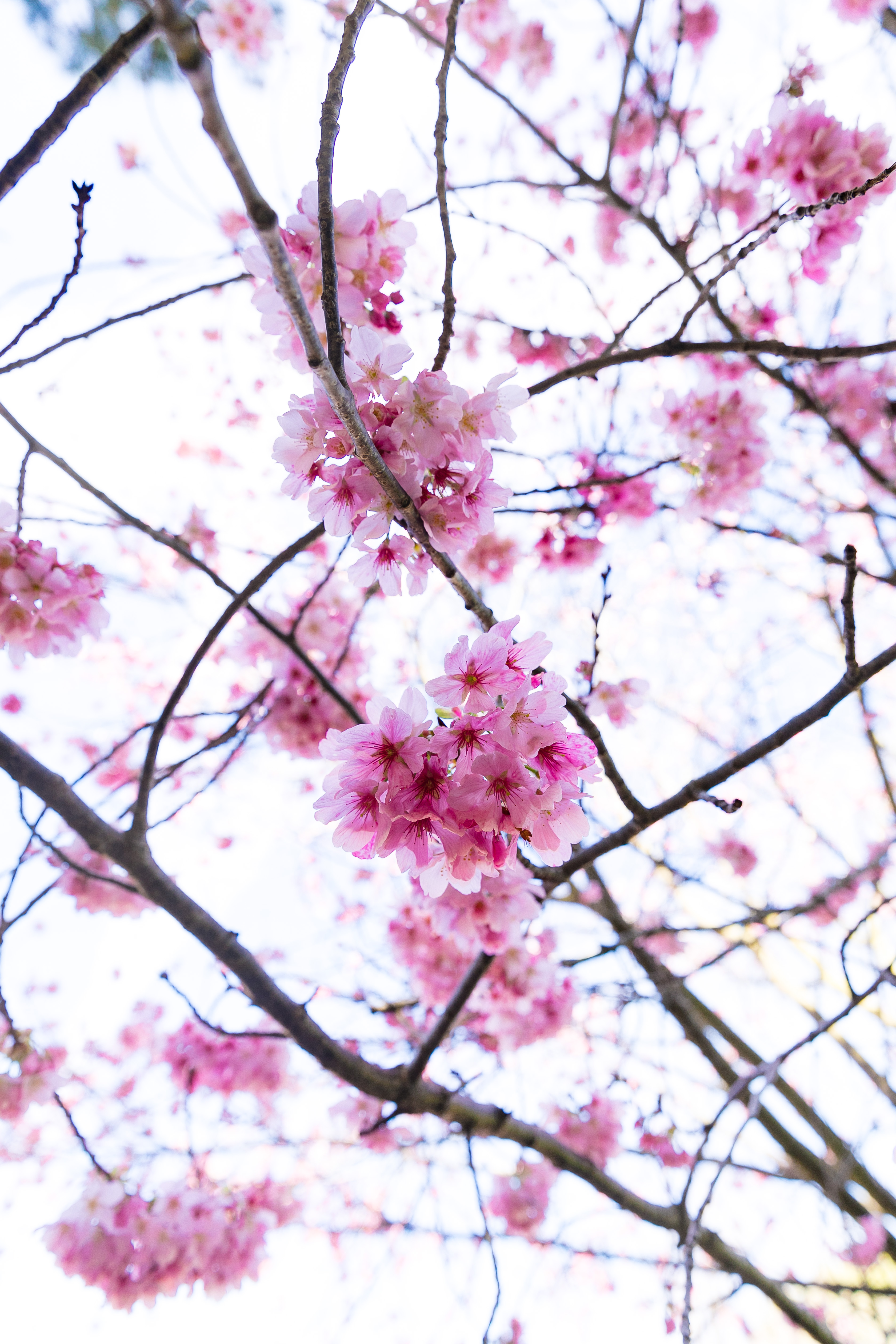 pink cherry blossom palos verdes