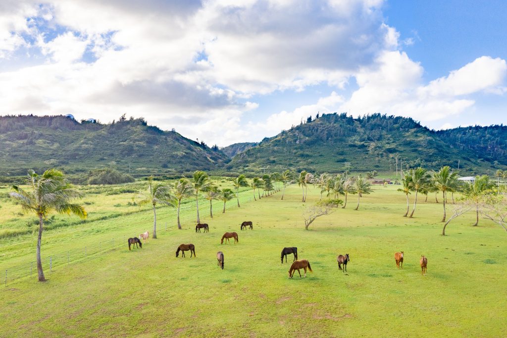 take a selfie with a horse at your wedding kualoa Ranch